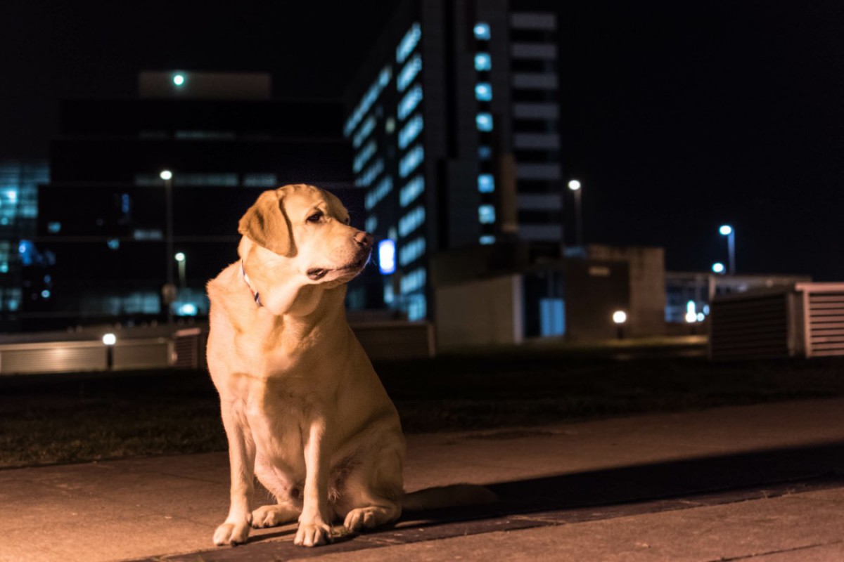 犬は暗い時どう見えているの？夜道の散歩でライトは必要？