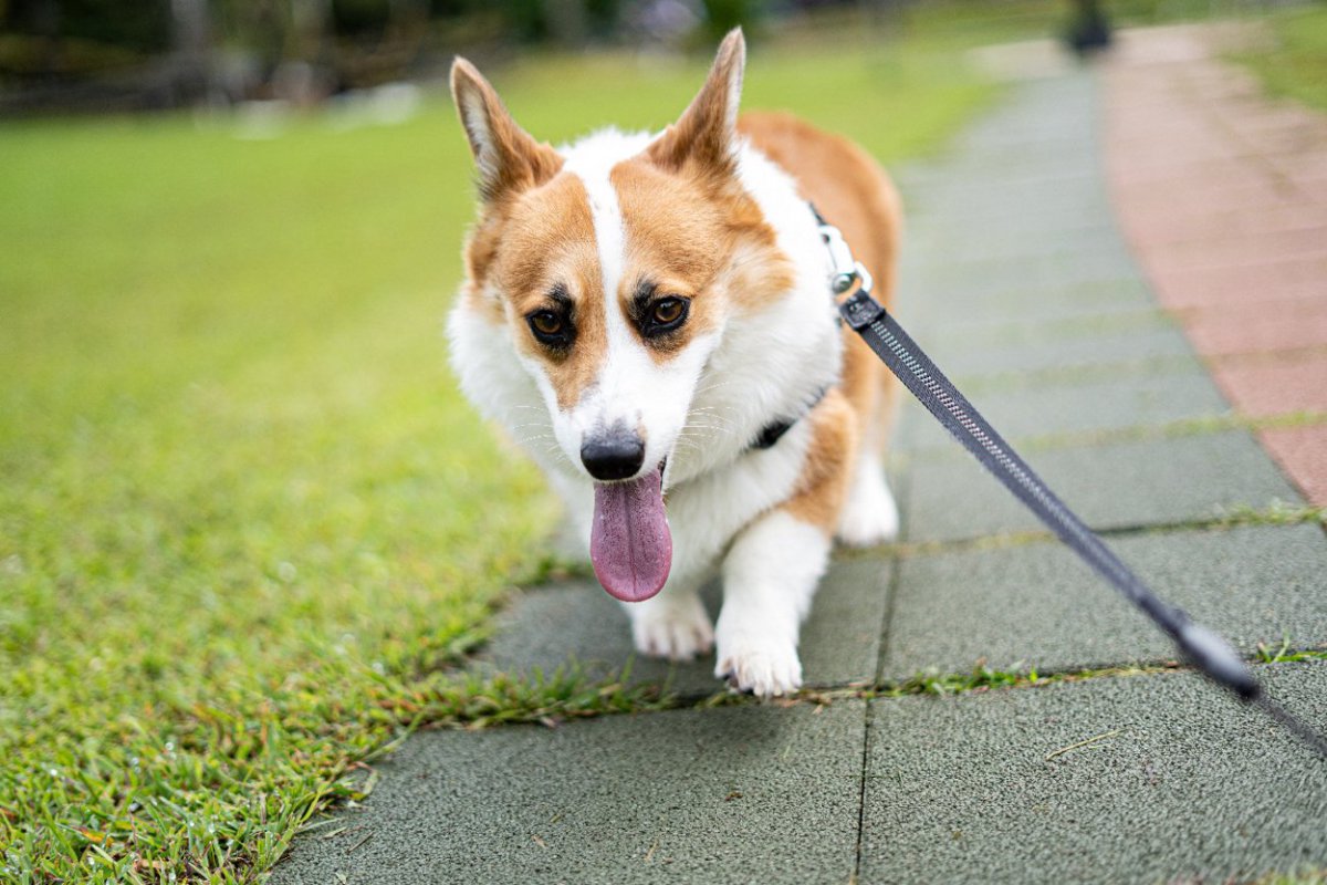 犬の散歩をしすぎているサイン5選　過剰な運動で起こりうる愛犬への悪影響とは？