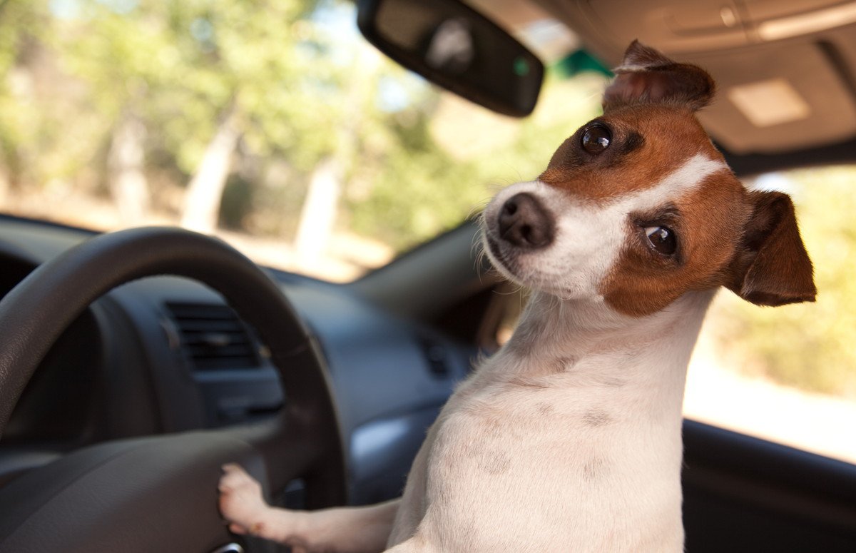 愛犬とのドライブで必ず持っておきたい『8つのグッズ』安全のためにしっかり準備を！