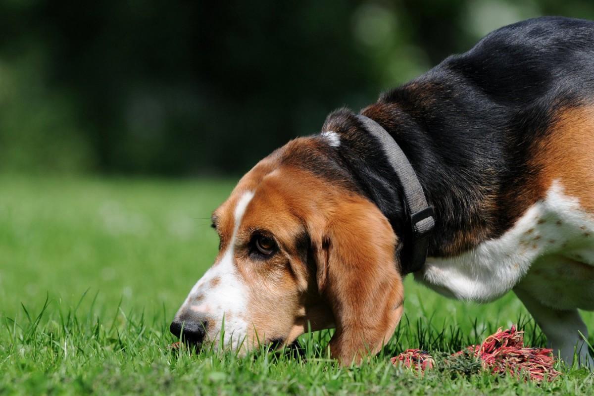 犬が散歩中にニオイを嗅ぐのは危険？２つのリスクと適切な対処法
