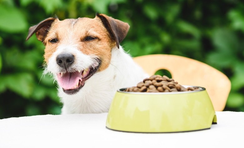 なぜ犬は『食べること』が大好きなの？３つの理由