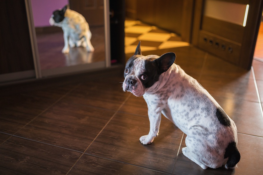 犬は「鏡に映った自分」を理解してるの？目を逸したり反応する意味！