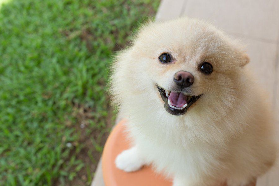 犬が嬉しそうな表情を見せている時の特徴と心理