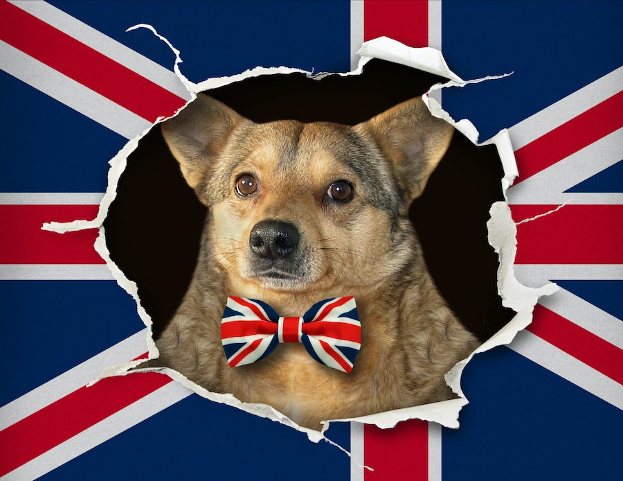 犬を飼うのに「犬税」や「免許」を導入？イギリスで持ち上がっている議論