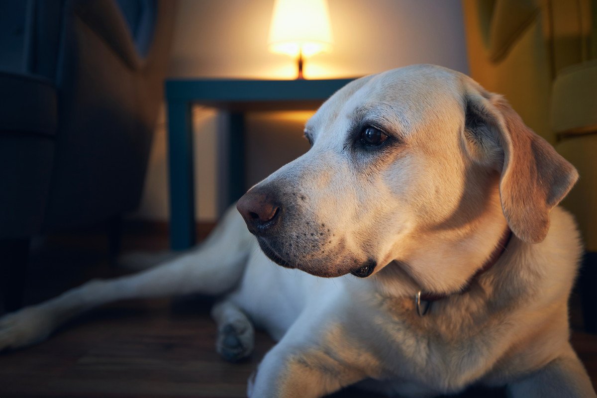 老犬が『夜に寝ない』のはなぜ？　4つの原因とそれぞれの対処法とは？
