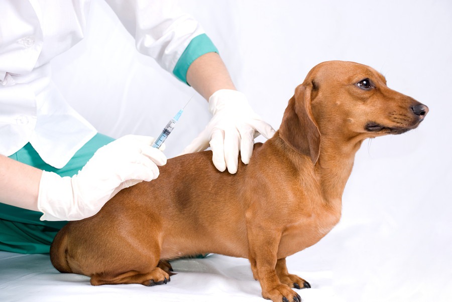 室内犬でもワクチンは必要なの？