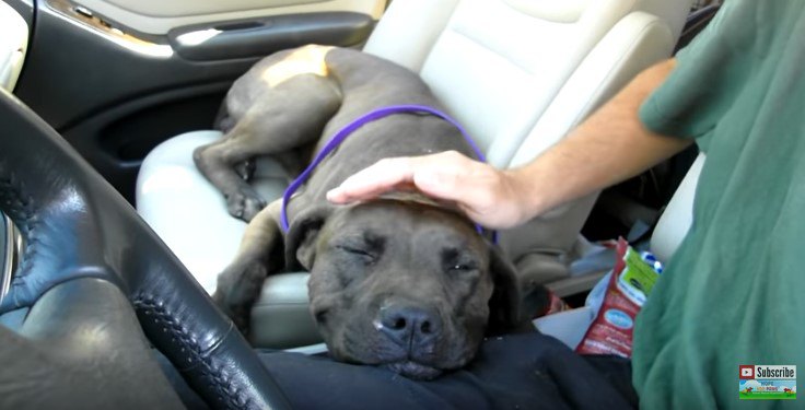 数週間の路上生活に疲れた犬は、救助者の膝で眠りに落ちた