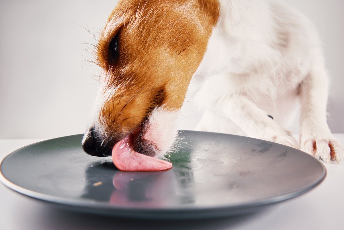 犬に使うべきではない『食器』5選　ダメと言われる理由と愛犬に合った理想的な選び方とは？