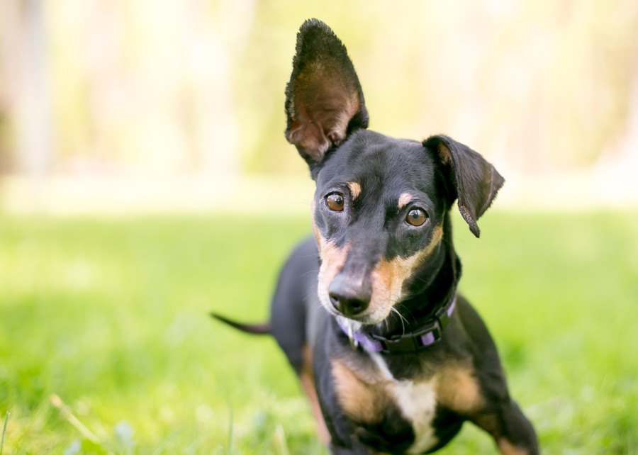 『犬の耳』でわかる心理５選！耳を倒したり立てたりするのには意味がある！