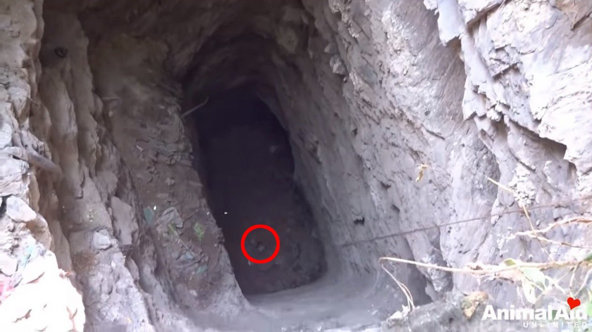 ２匹の子犬が深さ18メートルの穴へ落下…母犬との再会は叶うのか