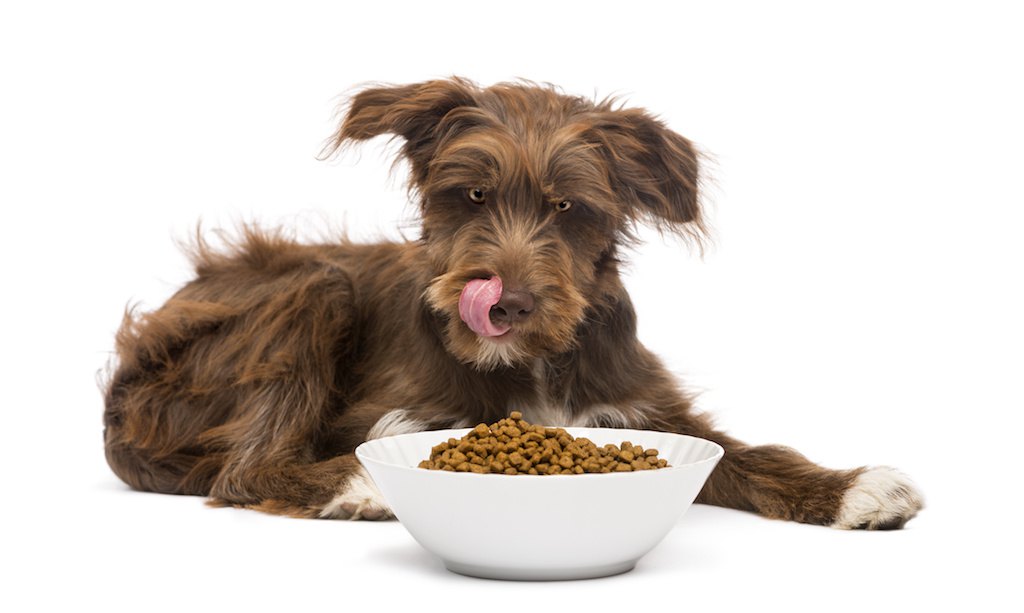 愛犬がドライフードを食べない！ご飯を食べない理由とその対処法