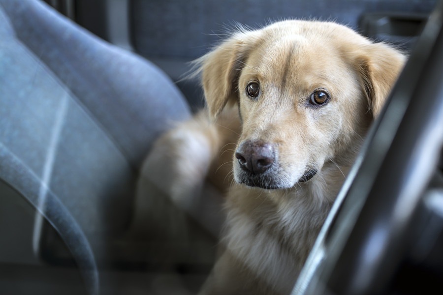 夏の車内に犬をお留守番させる危険性