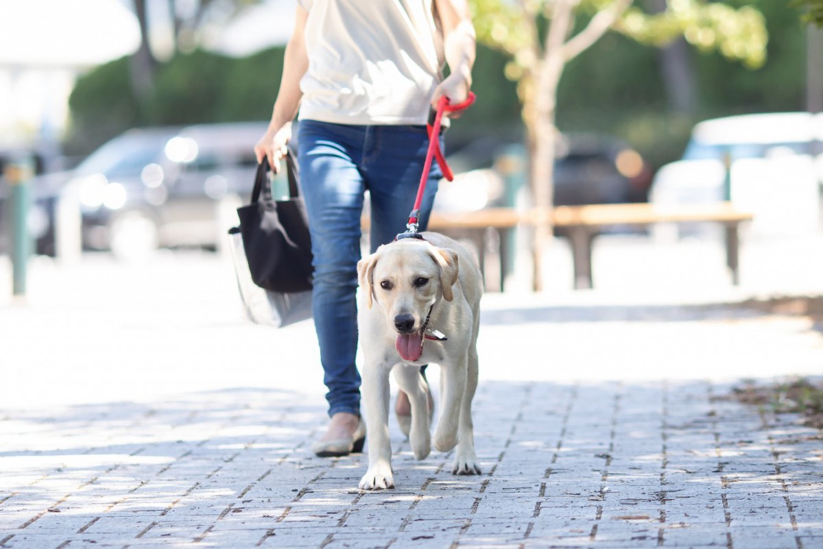 真夏の犬の散歩は何時にする？地域や愛犬が歩く路面の構造によって考慮すべきこと