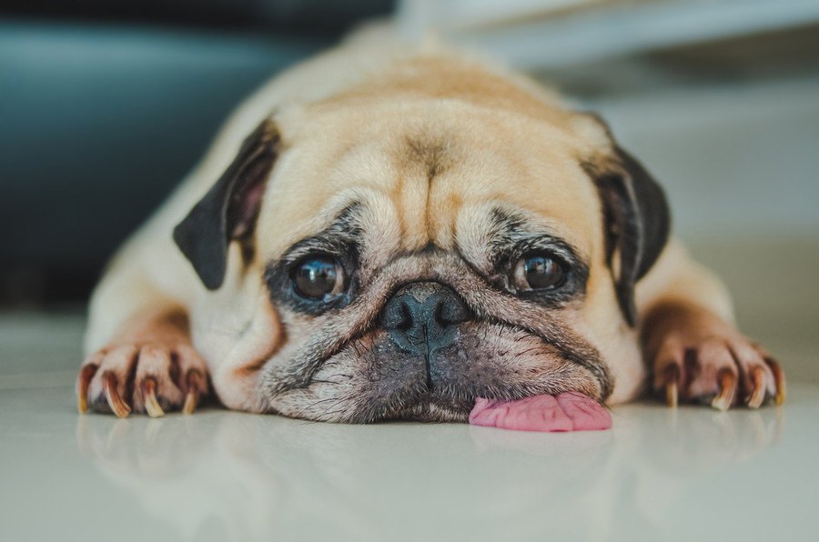 犬が舌をぺろっと出すのには理由がある？５つの心理
