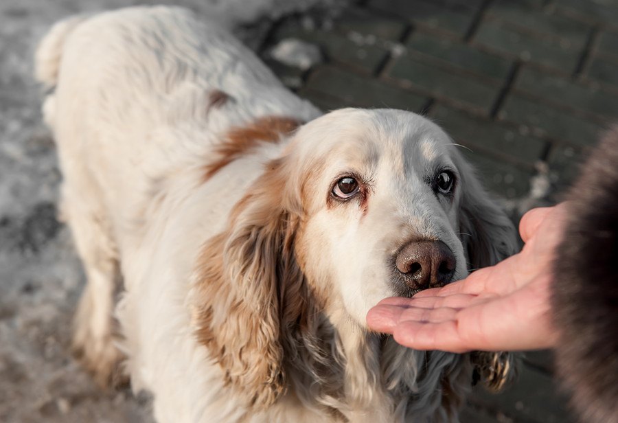 なぜ犬は飼い主のニオイを嗅ぎまくるのか５つの理由