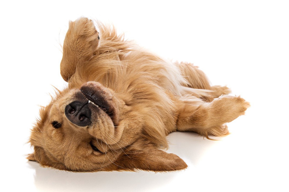 皮膚病にかかりやすい犬種４選！その理由と予防するための対策を解説