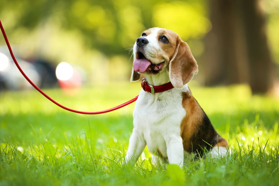 犬と公園で遊ぶ時に絶対守らなければいけないマナー５選
