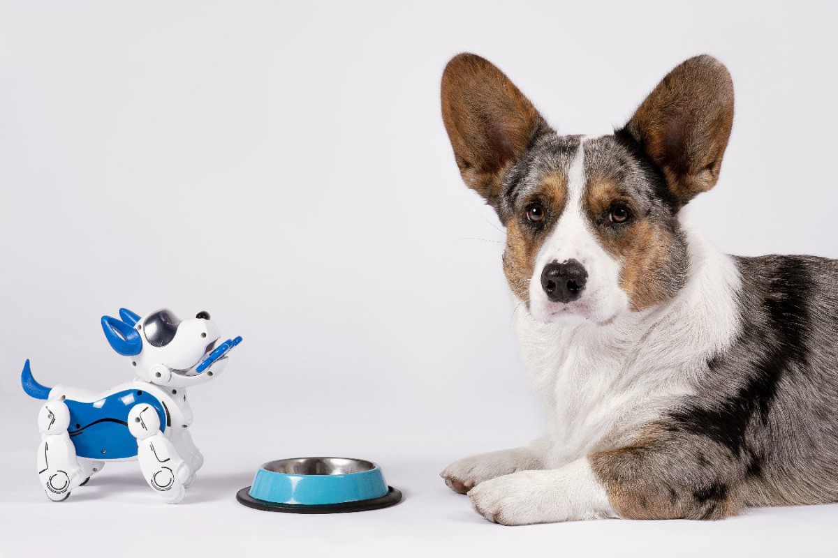 ロボット犬やロボット猫が高齢者ケアのためにできること