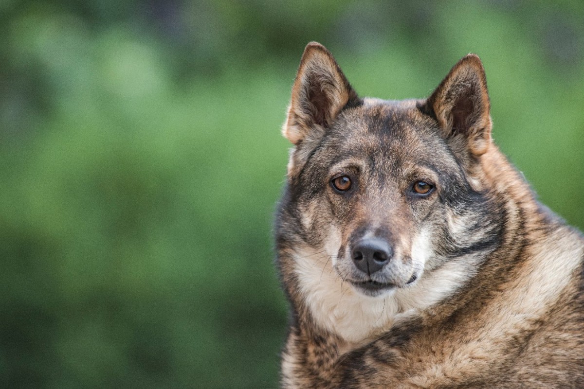 考古学が明らかにした古代シベリア犬の食生活の進化
