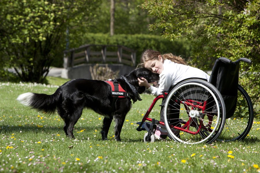 補助犬について　身体に障害のある人を支える介助犬、盲導犬、聴導犬の3種類とは
