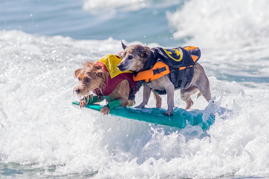 夏にピッタリのアクティビティ！犬と一緒にできるドッグサーフィンってなに？