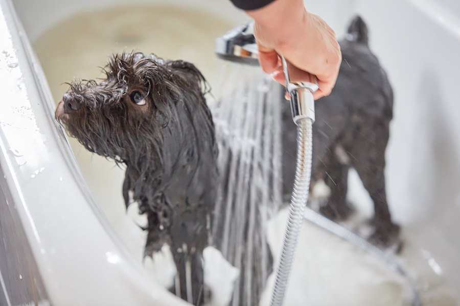 犬はシャワーとお風呂どっちがいい？それぞれのメリットとは？