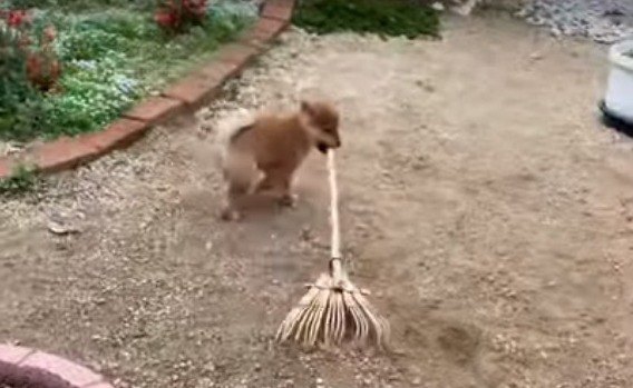 ホウキでお掃除する柴犬の赤ちゃんが話題！かわいい毎日をご紹介♪