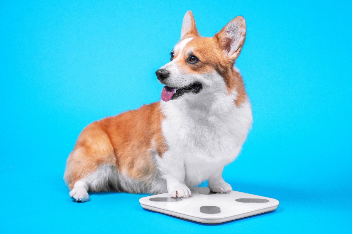 『デブになりやすい犬種』7選！肥満は犬の寿命を縮めてしまうリスクも