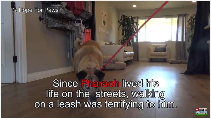 10年近く通りで暮らしていたホームレス犬が『リード生活』で学んだこと