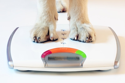 柴犬の適正体重について　計り方から管理まで