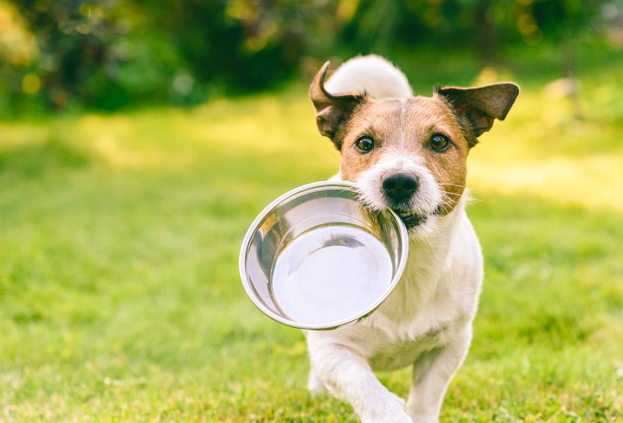 犬に与える水は毎日変えたほうがいいの？