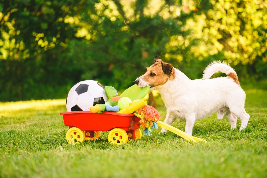 犬が好みやすい『おもちゃ』の特徴とは？3つの選び方と正しい使い方
