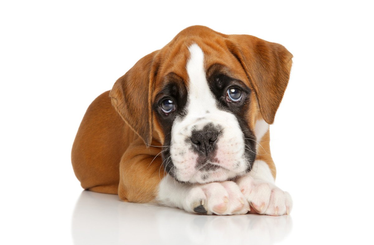 犬が悲しい目をしている時の心理とは？5つの気持ちと対処法