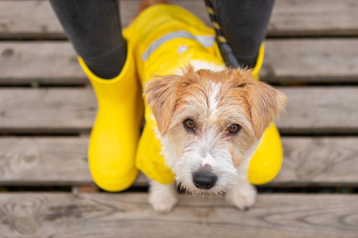 犬が雨に濡れたら毎回シャンプーすべき？雨の日の散歩後ケアで注意すべき点と正しいお手入れ方法