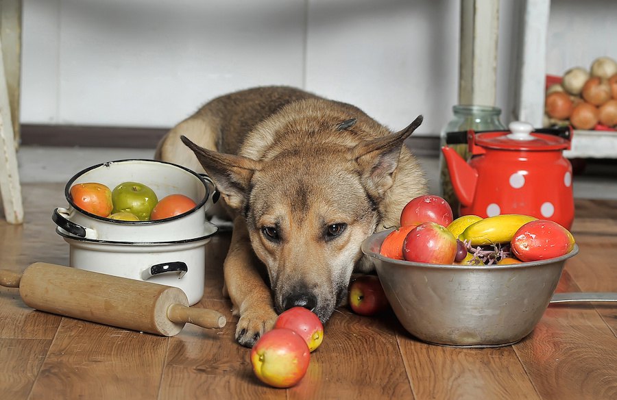犬にとって「消化の良い食べ物」ってどんなものがあるの？