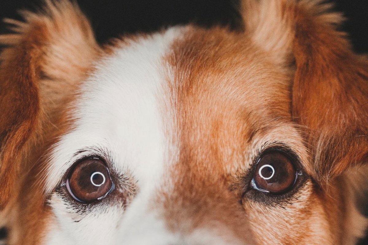犬の目がウルウルしている5つの理由　実は危ないワケに「病気の可能性もあるのか」「対処法は？」