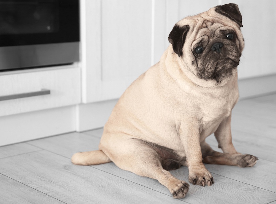 コロコロワンコは要注意！犬が肥満になる主な原因とダイエット方法