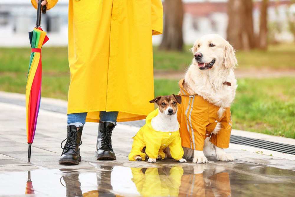 愛犬と雨の日でも快適に散歩をする「3つのコツ」 注意すべきポイントは？