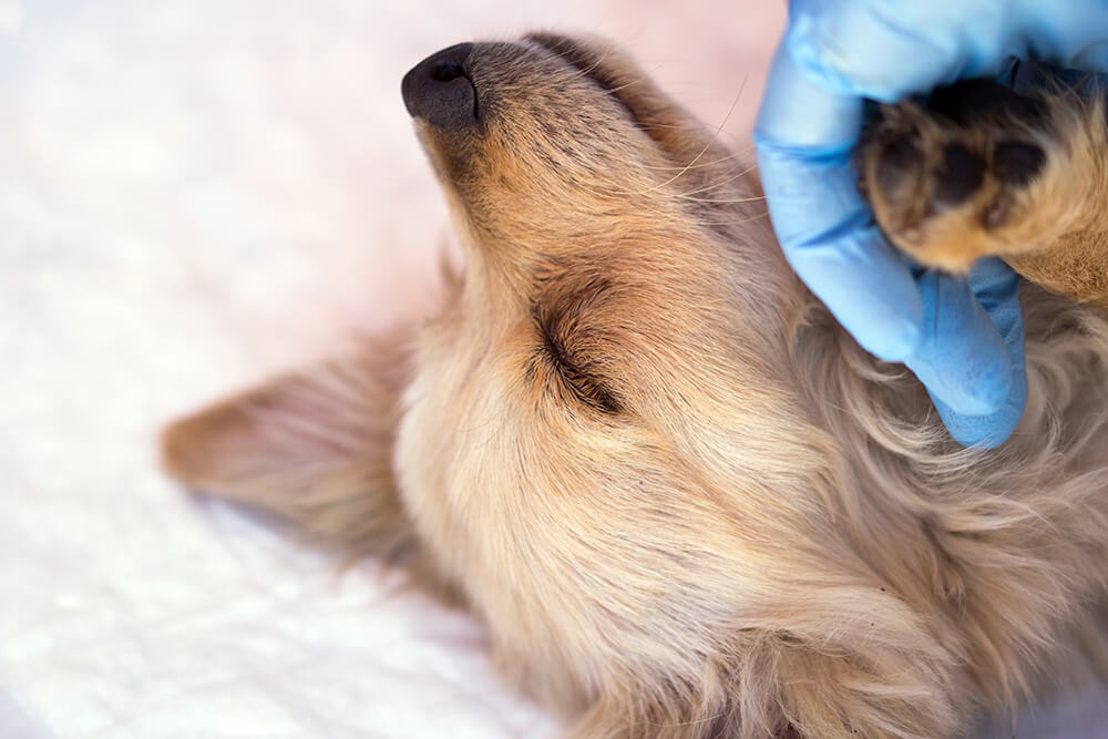 愛犬がある日突然「膵炎」に…実際にあった急性膵炎と慢性膵炎とは