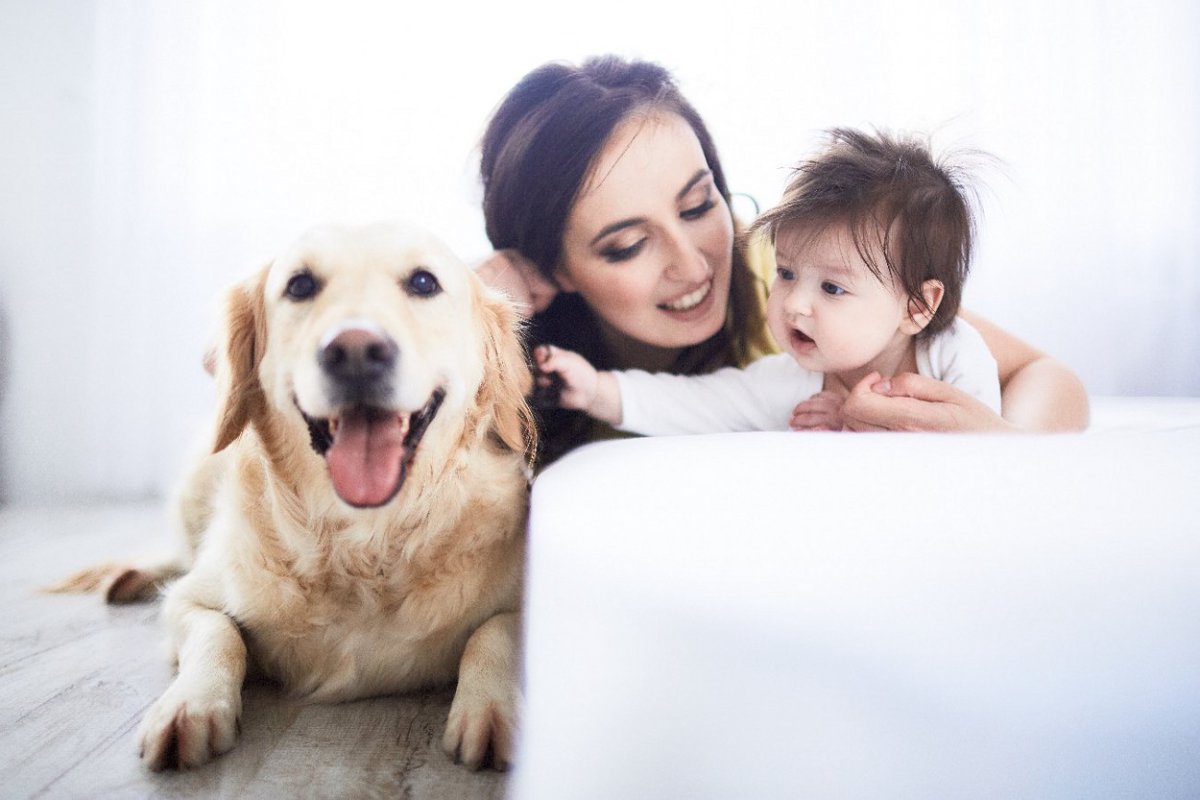 「犬と飼い主」と「乳幼児と母親」の愛着は共通している【研究結果】