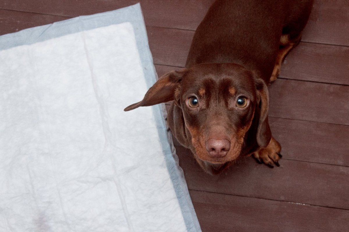 犬のウンチがトイレからはみ出てしまう！3つの理由と改善する方法