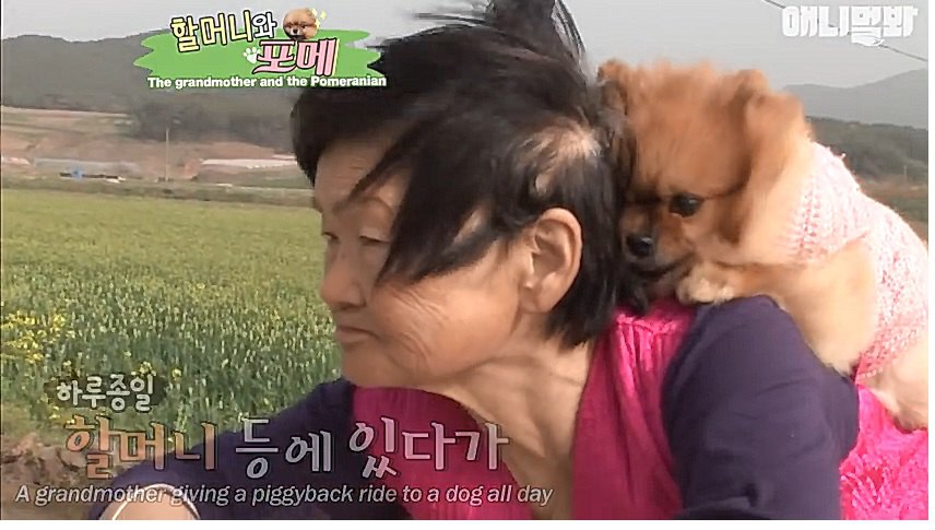 いつも犬を背中におんぶしているおばあちゃん、その理由に涙する…