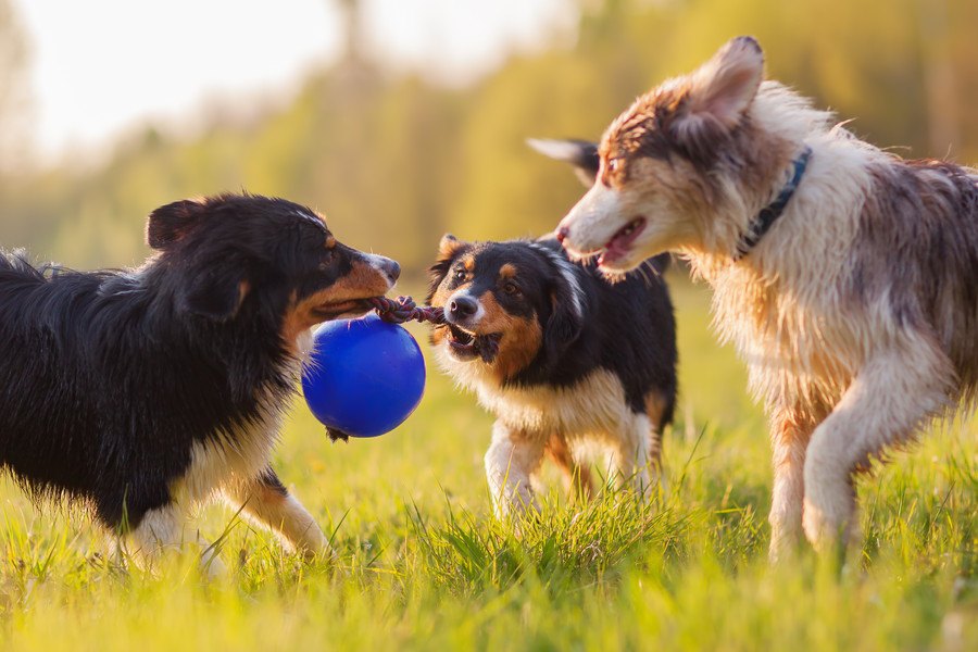 犬が『興奮している』時の適切な対処法４選！やってはいけないNG行為とは？