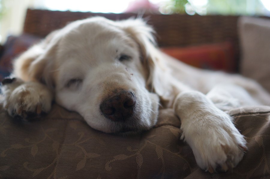 犬の『睡眠時間』は何時間が最適？