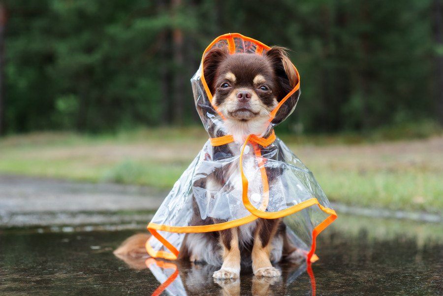犬が『雨の日の散歩』を嫌がる心理とは？