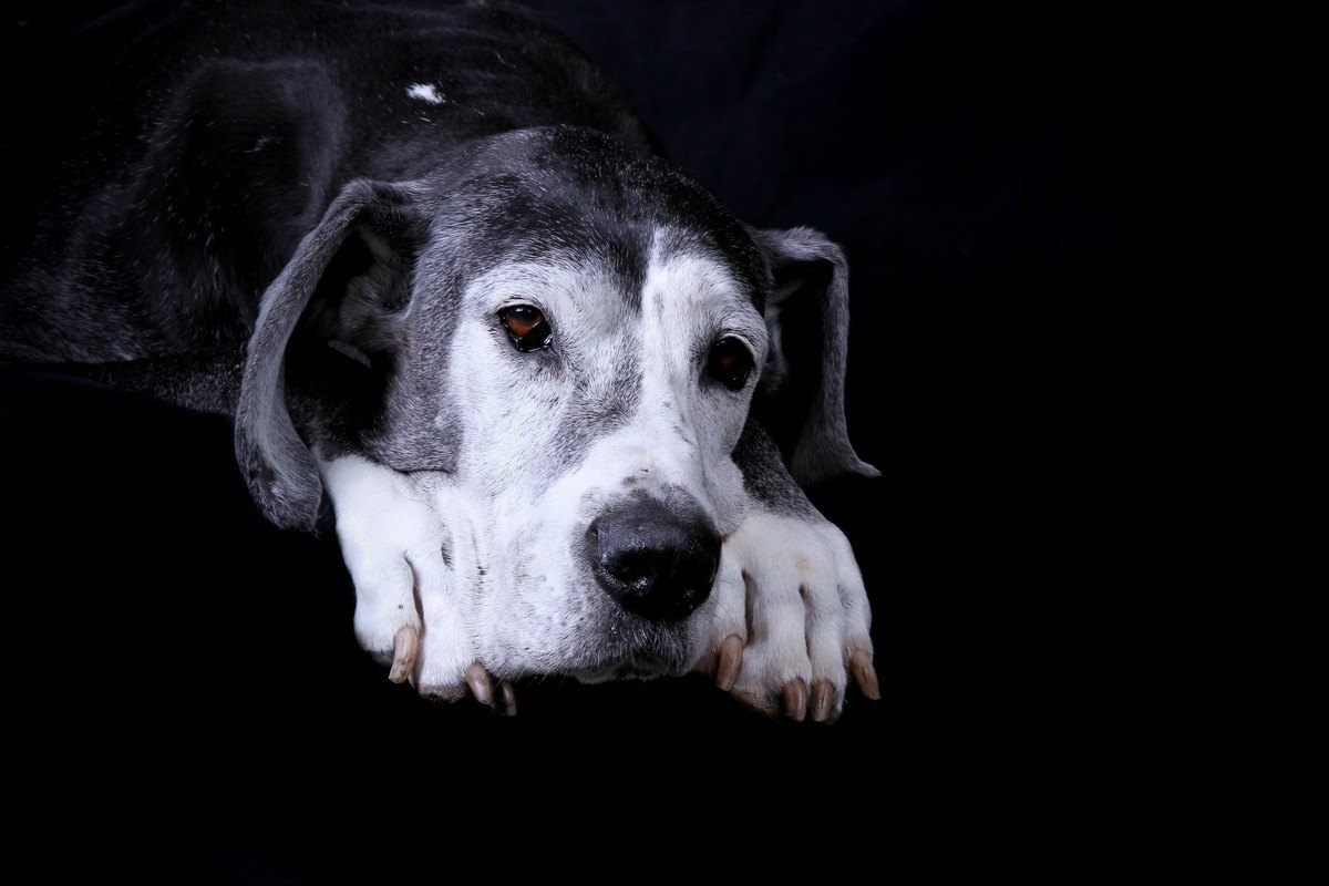 【体験談】愛犬の手術代が飼い主の旅行代となり『命を奪われた犬』