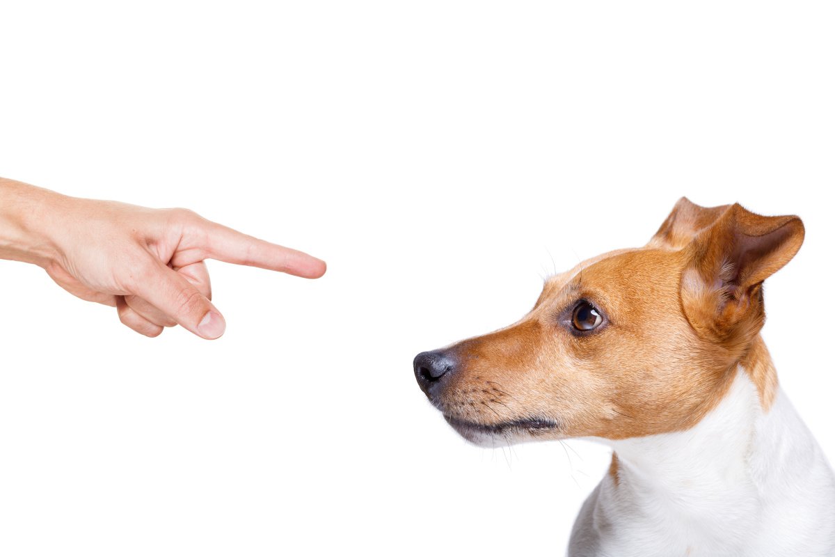 犬を叱るときはコレを意識して！３つのコツや効果的な方法を解説