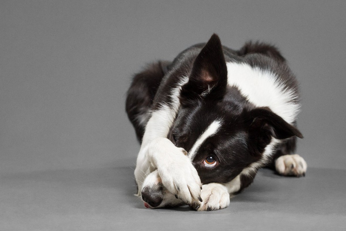 犬があなたに「ごめんなさい」と伝えている時のサイン４つ！仕草や行動で読み解く心理と接し方