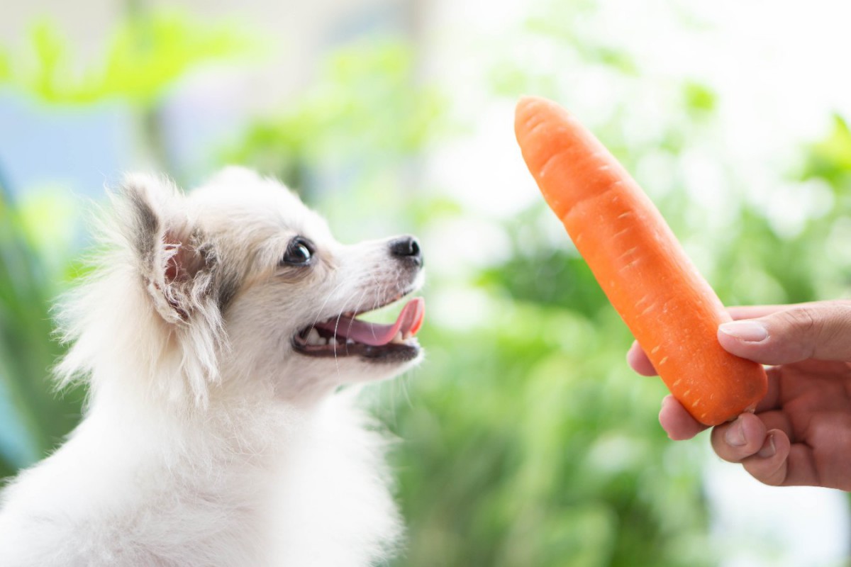 犬に『にんじん』を与える時のNG行為3選！注意が必要な理由と正しい食べさせ方とは？
