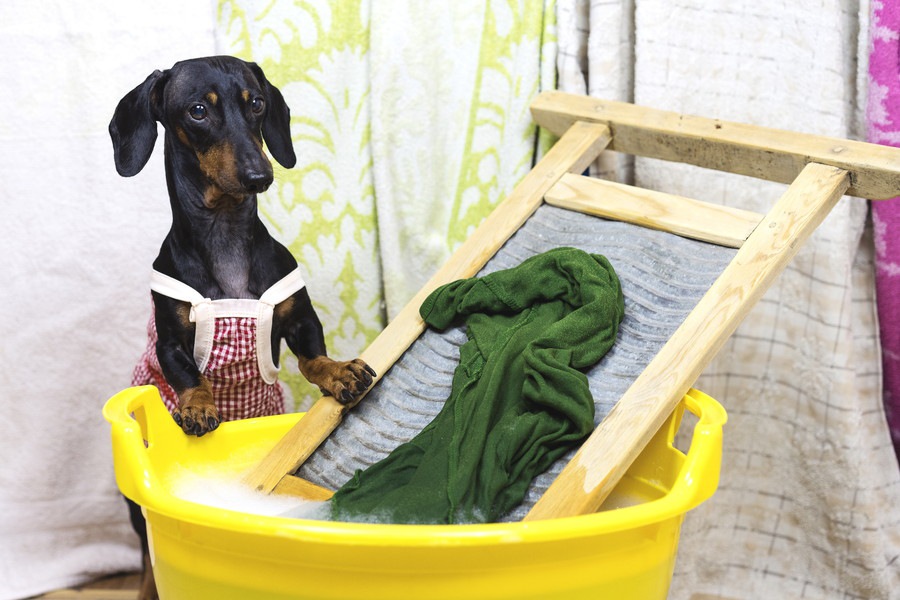 犬用品の洗濯の方法を教えて！頻度や注意点まで